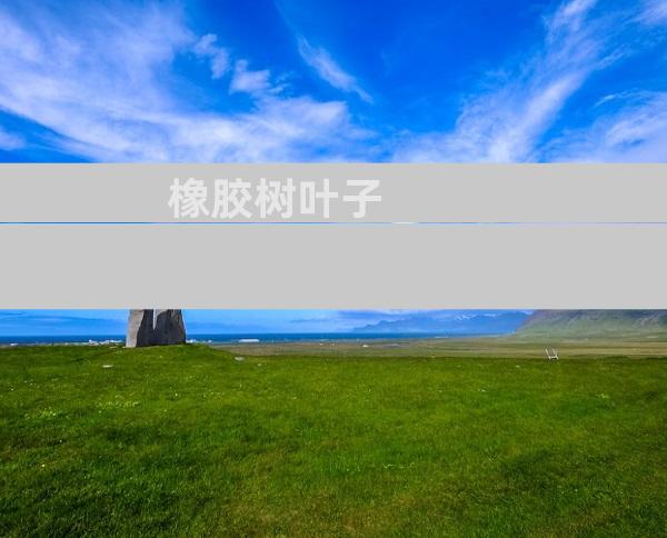 橡胶树叶子
