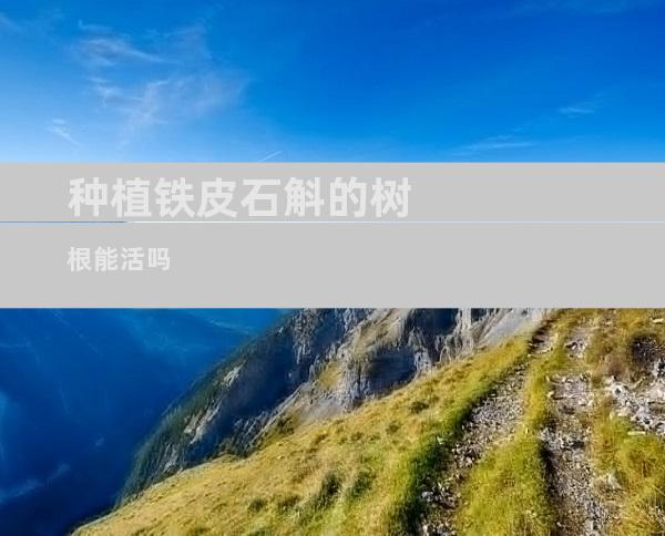 种植铁皮石斛的树根能活吗